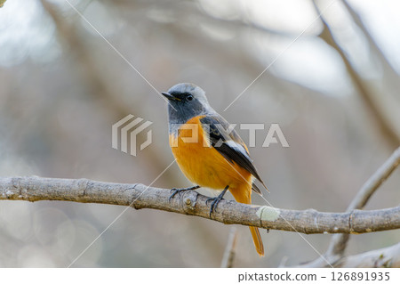 Daurian redstart perched on a branch, winter silence 126891935