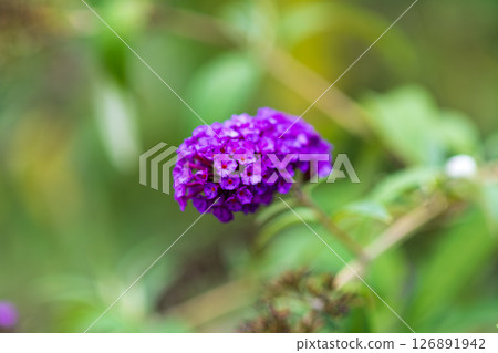深紫色醉魚草花簇 126891942