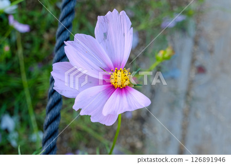 柔和的粉紅色波斯菊與背景形成鮮明對比 126891946