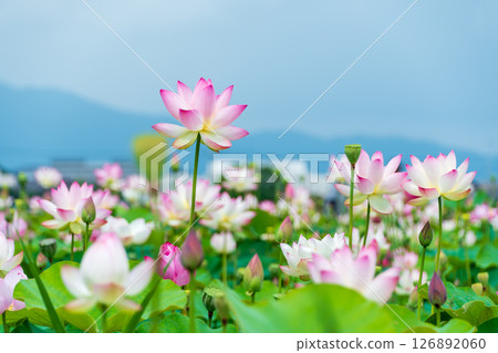Pink lotus blooming on the water surface in summer Pink lotus blooming on the water surface in summer 126892060