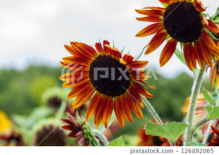 Reddish summer sunflower 126892065