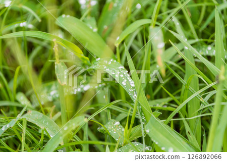 Green grassland wet with morning dew Green grassland wet with morning dew 126892066