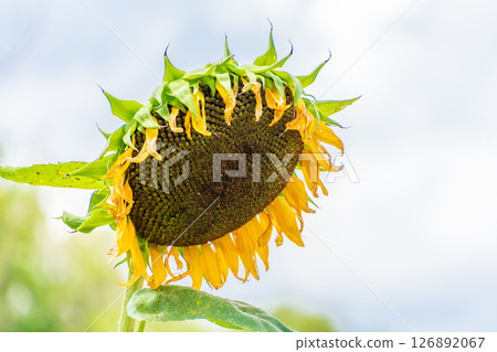 Wilting summer sunflowers 126892067