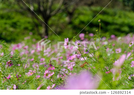 波斯菊田野上的秋日美景 波斯菊田野上的秋日美景 126892314