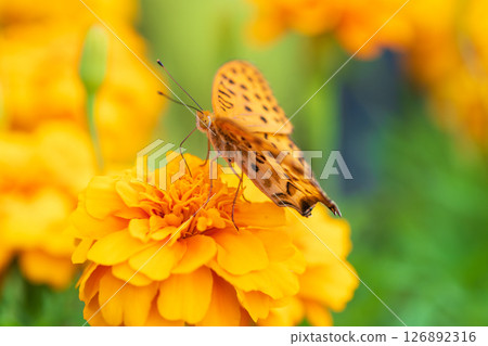 Marigolds and fluttering butterflies Marigolds and fluttering butterflies 126892316