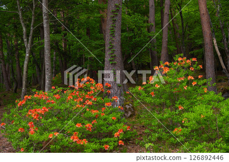山間盛開的蓮華杜鵑 126892446