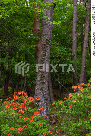 山間盛開的蓮華杜鵑 126892447