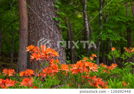 Rengetsuji blooming in the mountains in early summer 126892448