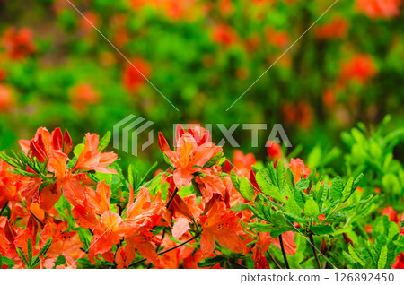 Renge azalea blooming in spring 126892450