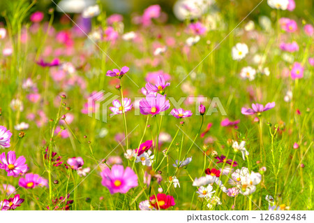 Pink cosmos field swaying in the autumn breeze Pink cosmos field swaying in the autumn breeze 126892484