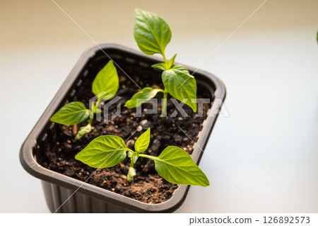 Growing pepper seedlings in an apartment 126892573