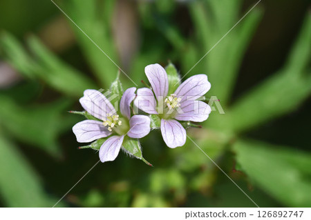 America Furo (sub-amateur wind dew) 126892747