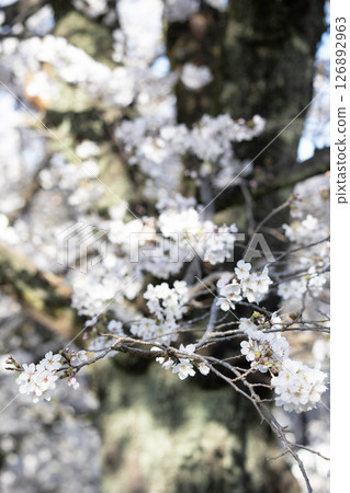 Cherry blossoms blooming in the spring sunshine 126892963