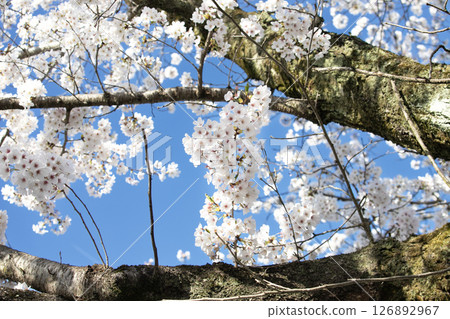 Cherry blossoms blooming in the blue sky in spring 126892967