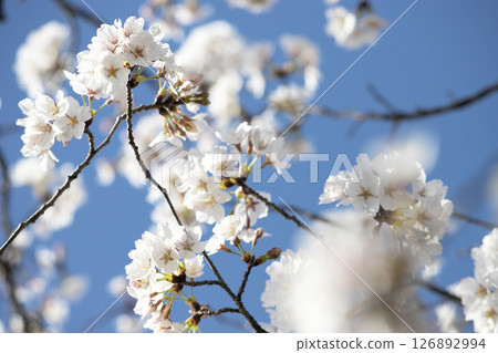 Cherry blossoms blooming in the spring blue sky Cherry blossoms blooming in the spring blue sky 126892994