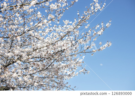 Cherry blossoms and the moon in the spring blue sky 126893000