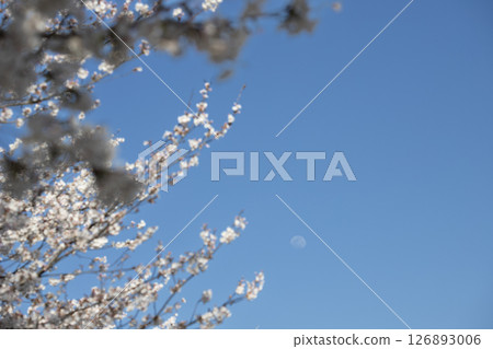 Cherry blossoms and the moon in the spring blue sky 126893006