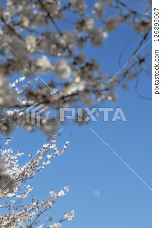 Cherry blossoms and the moon in the spring blue sky 126893007