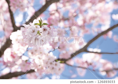 Pink double-flowered cherry blossoms blooming in the blue spring sky 126893033