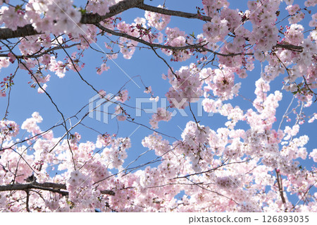 粉紅色重瓣櫻花在藍色的春天天空中綻放 126893035