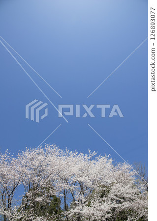 Contrails and cherry blossoms floating in the blue sky Contrails and cherry blossoms floating in the blue sky 126893077