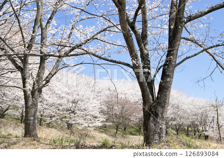Rows of cherry trees blooming in the blue sky 126893084