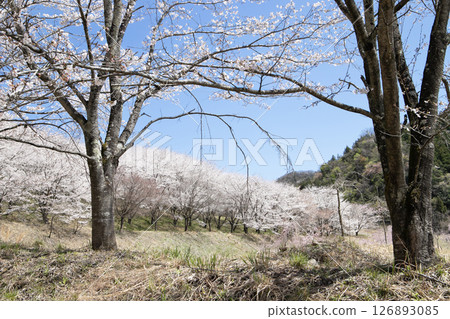 Rows of cherry trees blooming in the blue sky 126893085