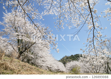 里山的櫻花樹成排盛開，在春天藍色的天空下閃閃發光 126893088