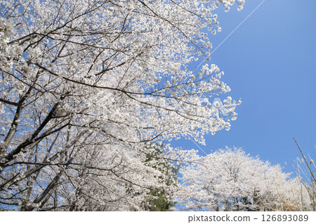 春天的藍天和一排櫻桃樹 126893089