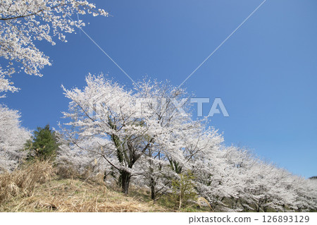 Rows of cherry blossom trees in Satoyama, shining against the blue spring sky Rows of cherry blossom trees in Satoyama, shining against the blue spring sky 126893129