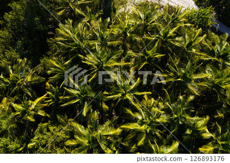 Coconut palm tree forest. Aerial top view 126893176