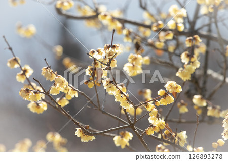 Winter plum blossoms blooming in the late winter sunshine Winter plum blossoms blooming in the late winter sunshine 126893278