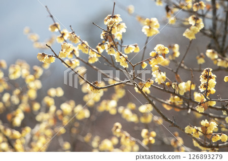 Winter plum blossoms blooming in the late winter sunshine Winter plum blossoms blooming in the late winter sunshine 126893279