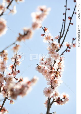 粉色梅花在藍天下綻放 126893289