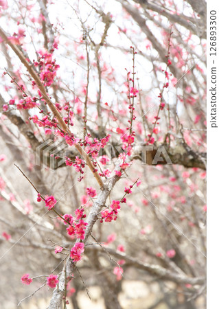 Red plum blossoms Red plum blossoms 126893300
