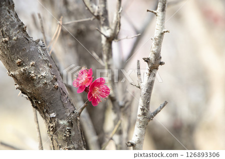Red plum blossoms blooming on the trunk Red plum blossoms blooming on the trunk 126893306