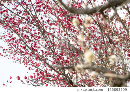 White and deep pink plum blossoms 126893309