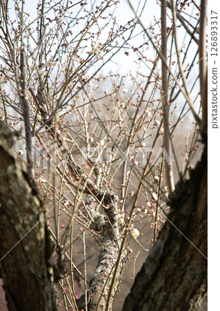 Freshly bloomed white plum blossoms Freshly bloomed white plum blossoms 126893317