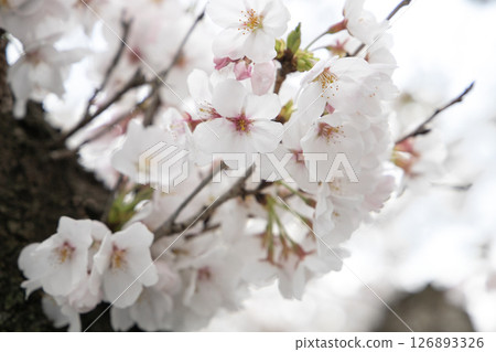 Cherry blossoms blooming in the trunk Cherry blossoms blooming in the trunk 126893326