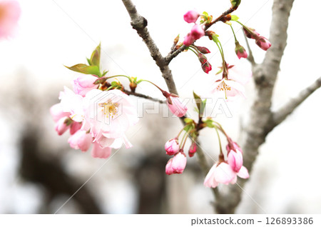 Cherry blossoms and buds 126893386