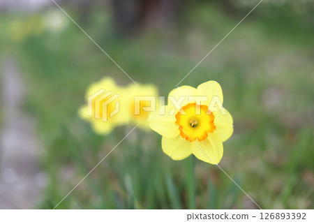 黃水仙花 黃水仙花 126893392