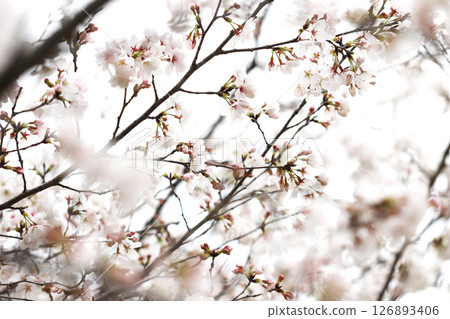 Cherry blossoms blooming on a cloudy day Cherry blossoms blooming on a cloudy day 126893406