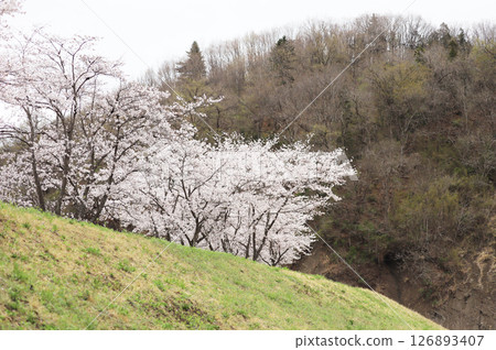 Cherry blossoms blooming on a bank on a cloudy day Cherry blossoms blooming on a bank on a cloudy day 126893407