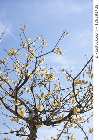 冬日藍天下盛開的冬梅 126893432