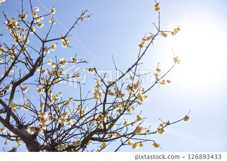 冬日藍天下盛開的冬梅 126893433