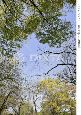 查找新鮮的綠樹 126893448