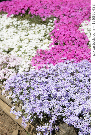 Multicolored mosaic cherry blossoms 126893458