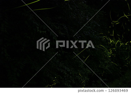 源氏螢火蟲的蒼蠅 源氏螢火蟲的蒼蠅 126893469