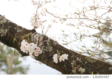 Cherry blossoms blooming in the trunk Cherry blossoms blooming in the trunk 126893487