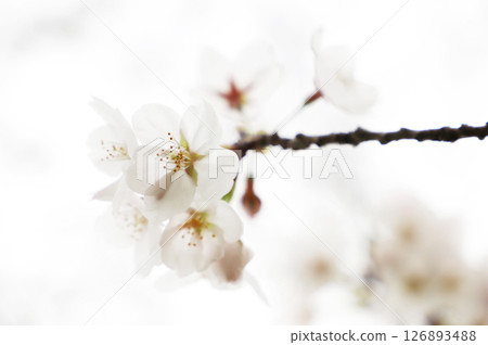 櫻花盛開 櫻花盛開 126893488